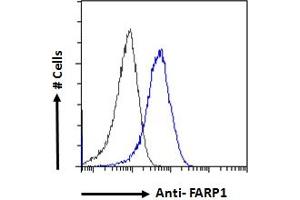 Image no. 3 for anti-FERM, RhoGEF (ARHGEF) and Pleckstrin Domain Protein 1 (Chondrocyte-Derived) (FARP1) (N-Term) antibody (ABIN185104)