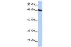 Image no. 1 for anti-Zinc Finger Protein 528 (ZNF528) (AA 396-445) antibody (ABIN6742644)