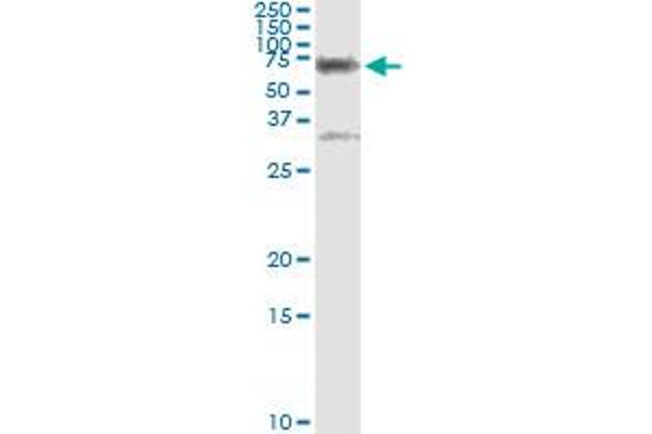 CBS antibody  (AA 1-100)