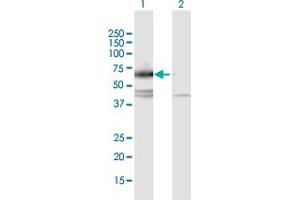 Image no. 1 for anti-Interleukin 17 Receptor C (IL17RC) (AA 1-538) antibody (ABIN529784)