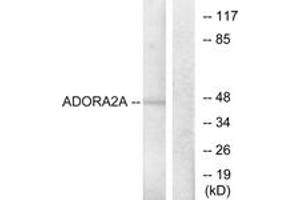 Image no. 1 for anti-Adenosine A2a Receptor (ADORA2A) (AA 321-370) antibody (ABIN1535641)