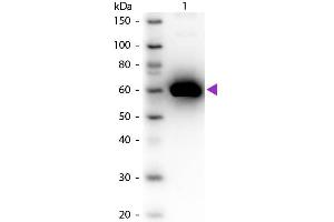 Western blot of Peroxidase conjugated Rabbit Anti-Human Serum Albumin secondary antibody.