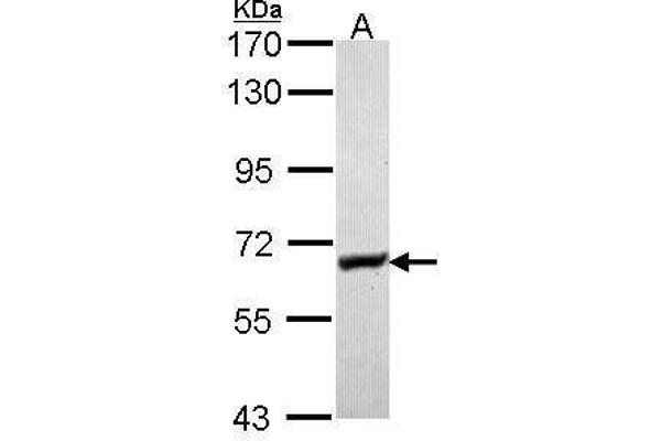 anti-Glycerol Kinase (GK) (Internal Region) antibody