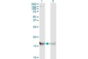 RPS19 antibody  (AA 1-145)