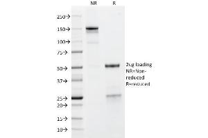 Image no. 1 for anti-Glycophorin A (GYPA) antibody (ABIN6939583)