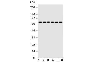 Image no. 5 for anti-Splicing Factor 1 (SF1) (N-Term) antibody (ABIN3032719)