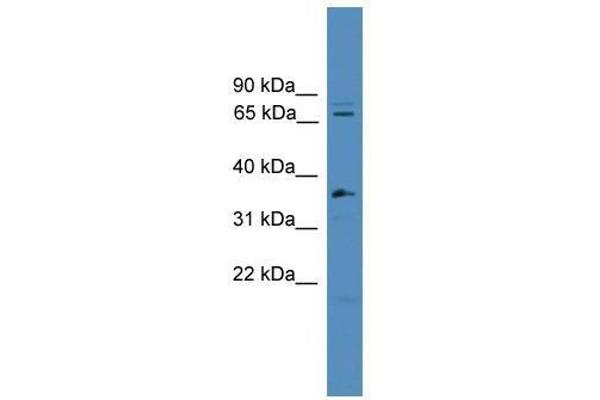 anti-Splicing Factor 4 (SF4) (C-Term) antibody