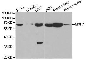 Image no. 1 for anti-Macrophage Scavenger Receptor 1 (MSR1) antibody (ABIN3022664)