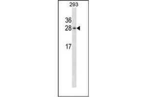 Image no. 3 for anti-Hematological and Neurological Expressed 1 (HN1) (Middle Region) antibody (ABIN952764)