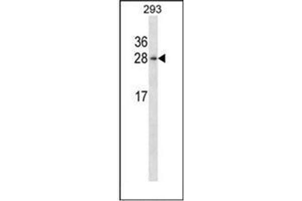 HN1 antibody  (Middle Region)
