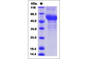 Image no. 1 for Tetraspanin 26 (TSPAN26) (AA 112-241) protein (Fc Tag,ECD) (ABIN2215278)