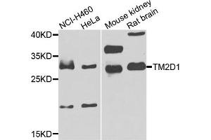 Image no. 1 for anti-TM2 Domain Containing 1 (TM2D1) antibody (ABIN2737698)