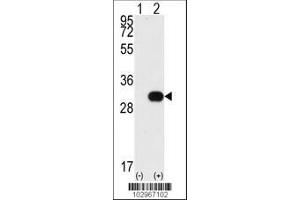 Image no. 1 for anti-NEK7 (NEK7) (AA 1-30), (N-Term) antibody (ABIN392653)