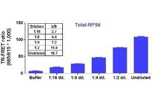 Image no. 2 for Total Ribosomal Protein S6 TR-FRET Cellular Assay Kit (ABIN6938976)