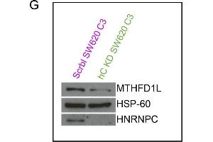 Image no. 7 for anti-Heterogeneous Nuclear Ribonucleoprotein C (C1/C2) (HNRNPC) (Center) antibody (ABIN2856905)