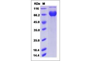 Image no. 1 for Adhesion Molecule, Interacts with CXADR Antigen 1 (AMICA1) (AA 1-281) protein (Fc Tag) (ABIN2008664)