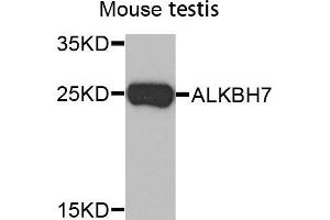 Image no. 1 for anti-AlkB, Alkylation Repair Homolog 7 (ALKBH7) antibody (ABIN5664063)