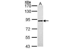 Image no. 2 for anti-Solute Carrier Family 26 (Sulfate Transporter), Member 8 (SLC26A8) (C-Term) antibody (ABIN2856014)