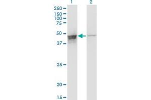 Image no. 2 for anti-DAZ Associated Protein 1 (DAZAP1) (AA 308-407) antibody (ABIN525747)