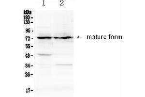 Image no. 1 for anti-ADAM Metallopeptidase Domain 10 (ADAM10) (AA 214-325) antibody (ABIN5692975)