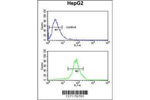Image no. 1 for anti-Lactate Dehydrogenase D (LDHD) (AA 35-62), (N-Term) antibody (ABIN651920)
