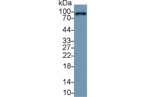 Complement Factor B antibody  (AA 34-159)