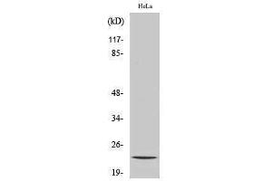 Image no. 1 for anti-Nucleolar Protein 3 (Apoptosis Repressor with CARD Domain) (NOL3) (C-Term) antibody (ABIN3185744)