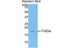 Image no. 1 for anti-Adrenomedullin (ADM) (AA 35-171) antibody (ABIN1172569)