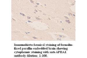 Image no. 1 for anti-Amyloid beta (A4) Precursor Protein-Binding, Family A, Member 1 (APBA1) (Internal Region) antibody (ABIN791000)
