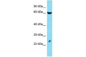 Image no. 1 for anti-Lin-54 Homolog (LIN54) (C-Term) antibody (ABIN2791056)