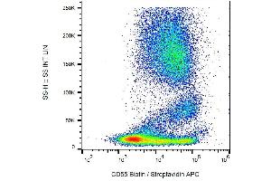 Image no. 2 for anti-Complement Decay-Accelerating Factor (CD55) antibody (Biotin) (ABIN94184)