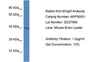 Image no. 1 for anti-Endophilin-A3 (SH3GL3) (Middle Region) antibody (ABIN2786768)