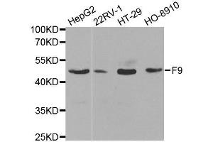 Image no. 1 for anti-Coagulation Factor IX (F9) antibody (ABIN3022174)