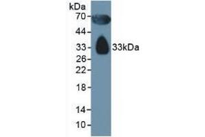 Apolipoprotein D Antikörper  (AA 21-189)