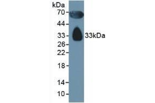 Apolipoprotein D Antikörper  (AA 21-189)