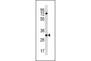 Image no. 1 for anti-HLA Class II DO alpha (HLA-DOA) (AA 31-59), (N-Term) antibody (ABIN1881420)