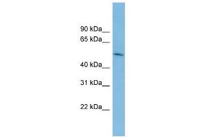 Image no. 1 for anti-CUGBP, Elav-Like Family Member 5 (CELF5) (Middle Region) antibody (ABIN633503)