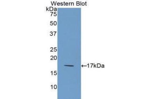anti-Interleukin 1 delta (FIL1d) (AA 12-151) antibody
