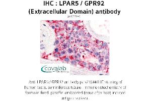 Image no. 1 for anti-Lysophosphatidic Acid Receptor 5 (LPAR5) (2nd Extracellular Domain) antibody (ABIN1736527)