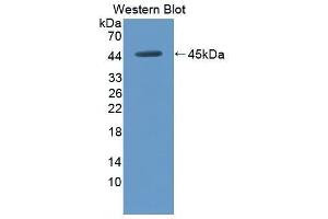 anti-Angiotensin III (AGT3) (AA 33-145) antibody