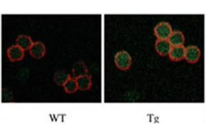 Image no. 2 for anti-serine/threonine Kinase 17b (STK17B) antibody (ABIN3003056)