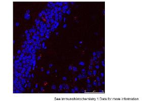 Image no. 1 for anti-Heat Shock 70kDa Protein 9 (Mortalin) (HSPA9) (C-Term) antibody (ABIN2779292)