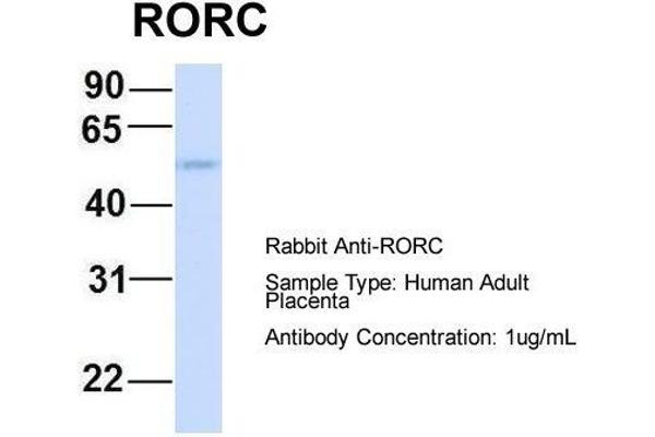RORC anticorps  (Middle Region)