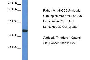 Image no. 1 for anti-Holocytochrome C Synthase (HCCS) (C-Term) antibody (ABIN2788670)