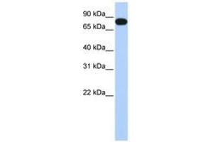 EML3 抗体  (AA 180-229)