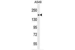 Image no. 2 for anti-Centrosomal Protein 164kDa (CEP164) (AA 246-274), (N-Term) antibody (ABIN951457)