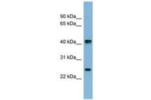 Image no. 1 for anti-Fetuin B (FETUB) (AA 35-84) antibody (ABIN6741781)