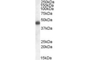 Image no. 2 for anti-Apolipoprotein L, 1 (APOL1) (C-Term) antibody (ABIN308434)