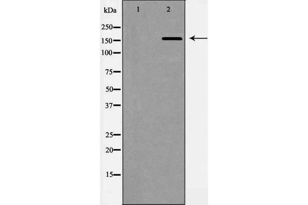 anti-ATP-Binding Cassette, Sub-Family C (CFTR/MRP), Member 1 (ABCC1) (N-Term) antibody