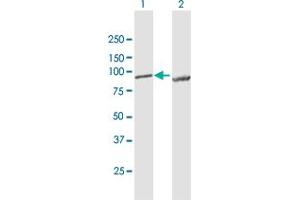 Western Blot analysis of LETM1 expression in transfected 293T cell line by LETM1 MaxPab polyclonal antibody.